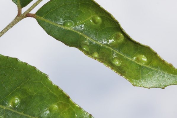 Murraya koenigii galls