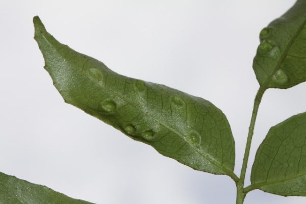 Murraya koenigii galls