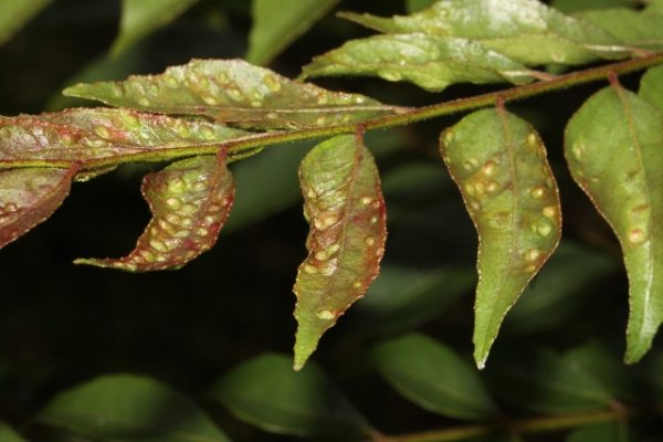 Murraya koenigii galls
