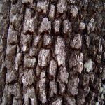 Diospyros quiloensis bark
