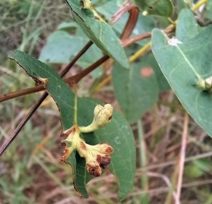 Pseudolachnostylis maprouneifolia galls