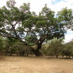 Ficus zambesiaca