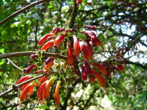 Halleria lucida flowers Photo: Bart Wursten. Source: Flora of Zimbabwe