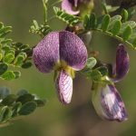 Ormocarpum trichocarpum. Photo: Bart Wursten. Source: Flora of Zimbabwe