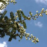 Acacia rehmanniana. Photo: Bart Wursten. Source: Flora of Zimbabwe
