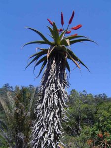 Aloe excelsa. Photo: Bart Wursten. Source: Flora of Zimbabwe.