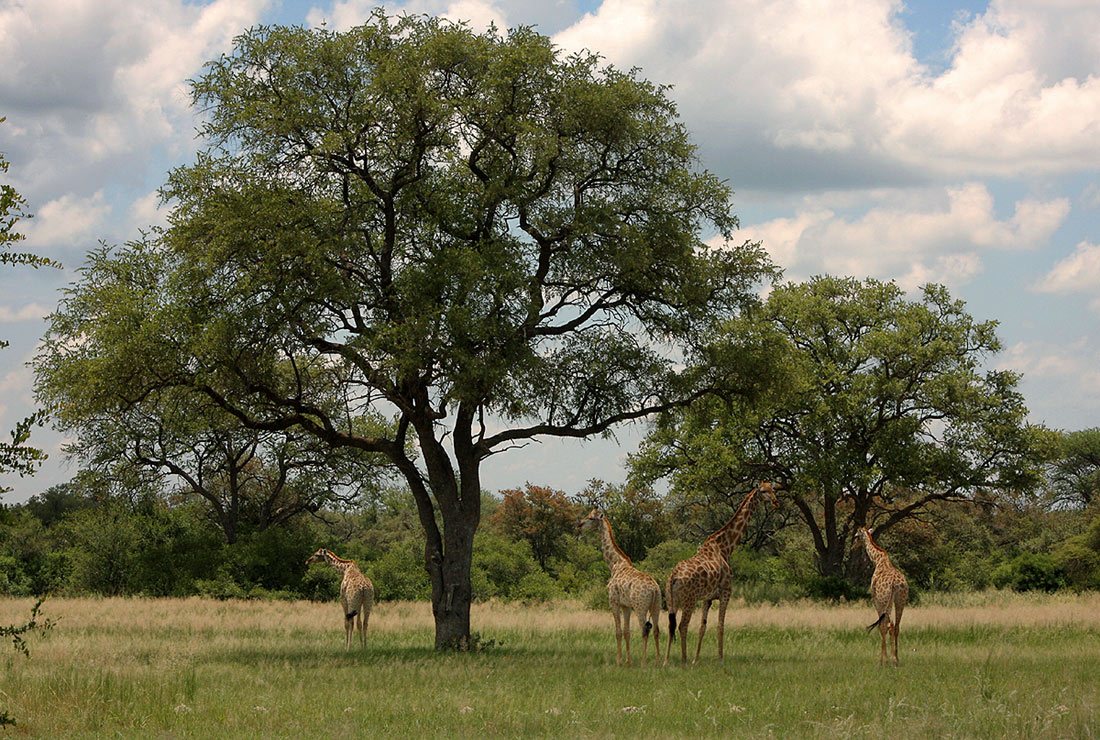 107 Tree Society Of Zimbabwe