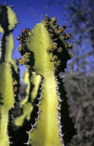 Euphorbia confinalis. Photo: Darrel Plowes. Source: Flora of Zimbabwe