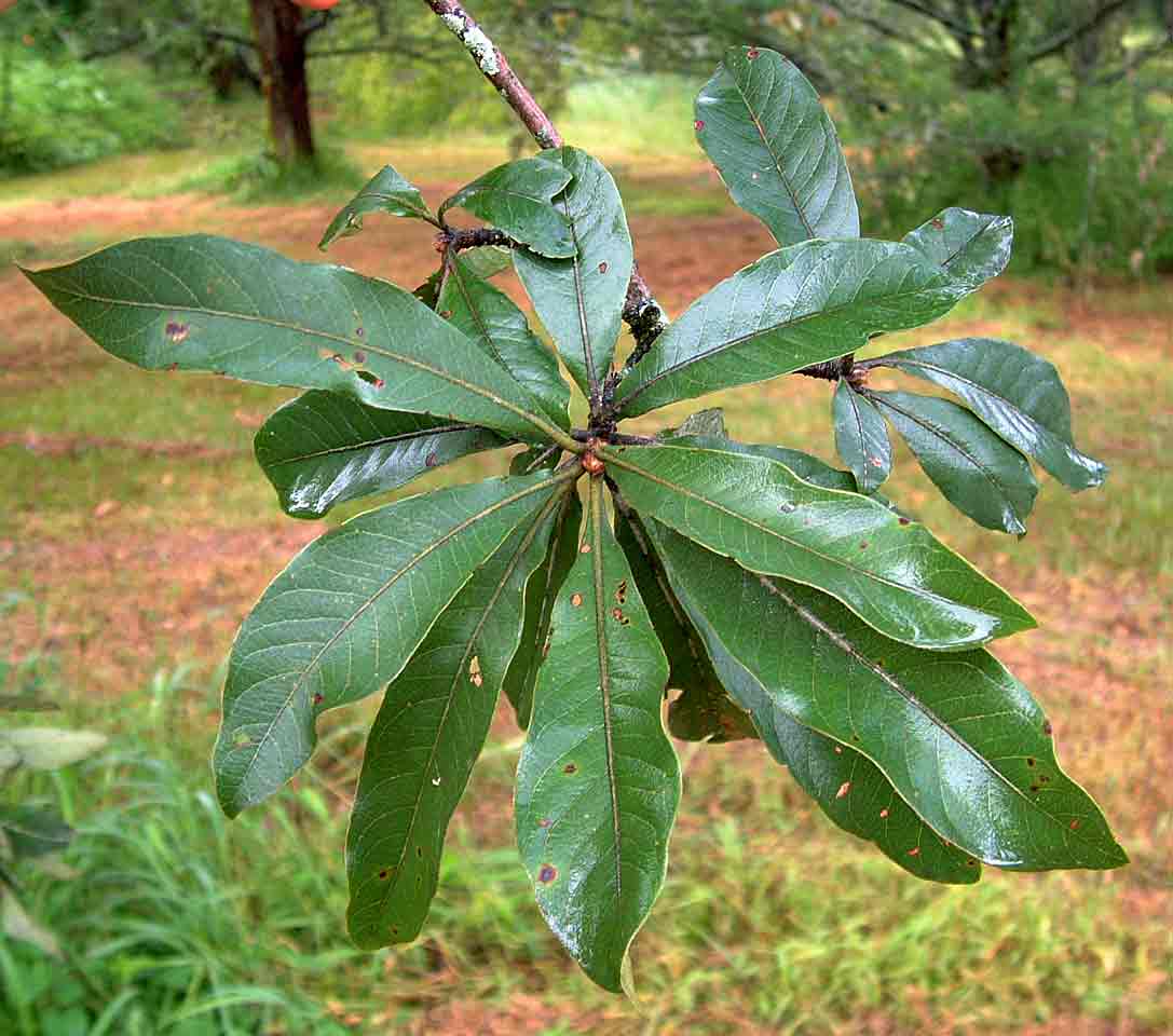 108-tree-society-of-zimbabwe