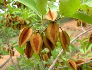 Combretum collinum. Photo: Helen Pickering. Source: Flora of Zimbabwe