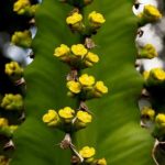 Euphorbia halipedicola. Photo: Bart Wursten. Source: Flora of Zimbabwe