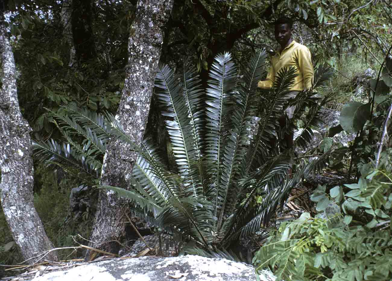 153-tree-society-of-zimbabwe