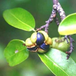 Margaritaria disooides Photo: Bart Wursten. Source: Flora of Zimbabwe
