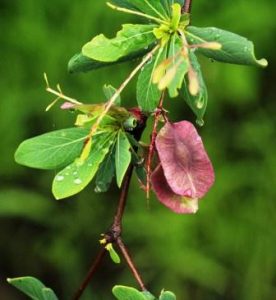 Terminalia stuhlmannii. Photo: Bart Wursten. Source: Flora of Zimbabwe