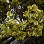 Combretum adenogonium. Photo: Bart Wursten. Source: Flora of Zimbabwe.
