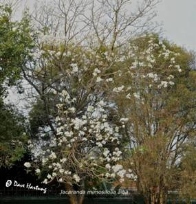 White jacaranda tree Photo by Dave Hartung