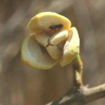 Annona senegalensis. Bart Wursten. Source: Flora of Zimbabwe