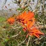 Erythrina lysistemon.photo:Bart Wursten.Source:Flora of Zimbabwe.