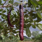 Swartzia madagascariensis (snake bean). Photo: Bart Wursten. Source: Flora of Zimbabwe