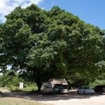 Ficus lutea. Photo:Bart Wursten. Source: Flora of Zimbabwe.