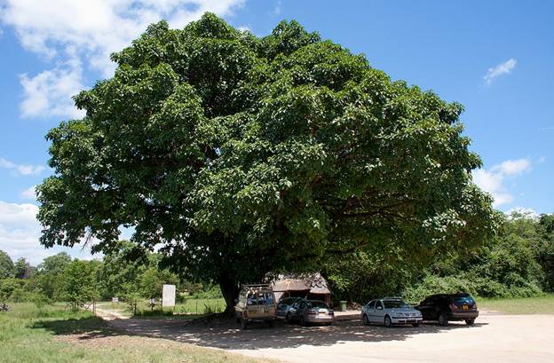 26-tree-society-of-zimbabwe