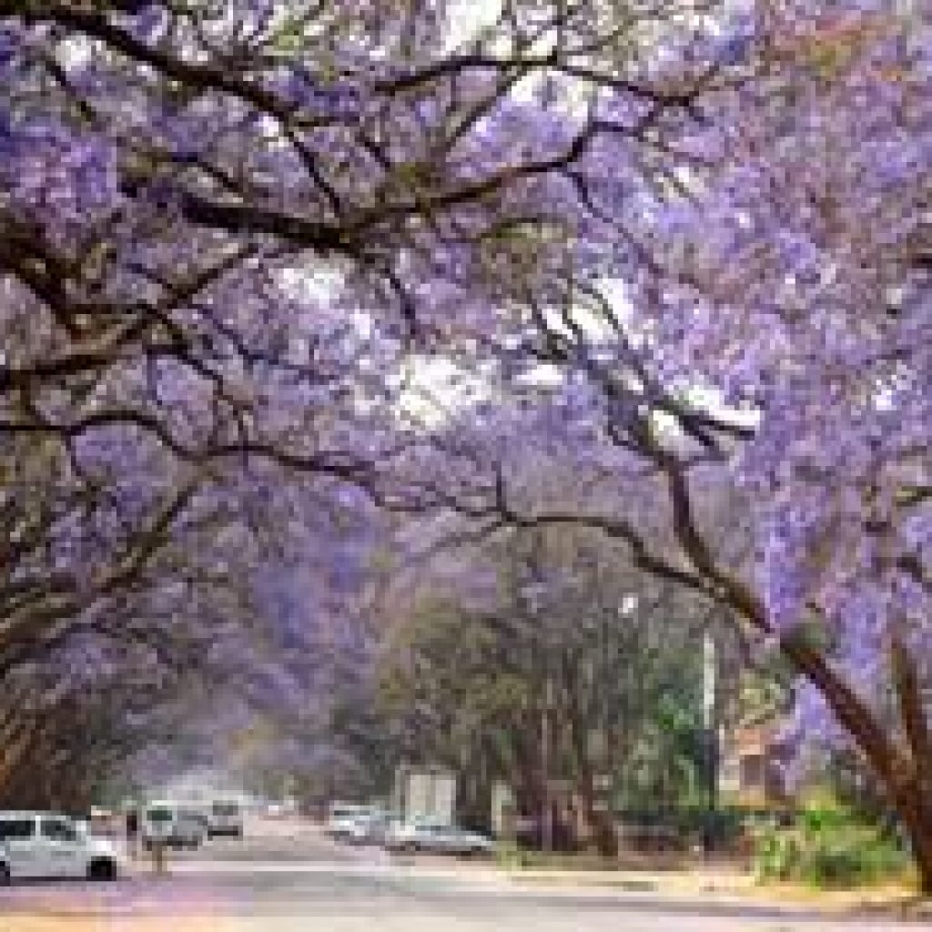 433-tree-society-of-zimbabwe