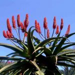 Aloe excelsa. Photo: Bart Wursten. Source: Flora of Zimbabwe