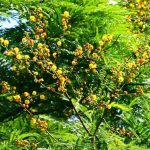 Acacia amythethophylla. Photo: Bart Wursten. Source: Flora of Zimbabwe
