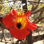 Fernandoa magnifica. Photo: Bart Wursten. Source: Flora of Zimbabwe