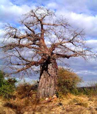 Giant Sausage Tree Kigelia Africana – Kens-Nursery