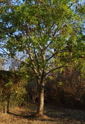 The Tree in our garden – Photo Ryan Truscott