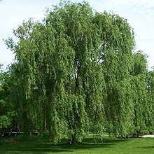 Salix alba; Willow; Photo Wikipedia