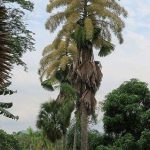 Tahina spectabilis (Suicide Palm, Tahina Palm)