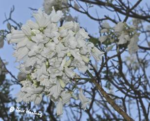 White jacaranda flowers Photo by Dave Hartung