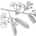 Albizia amara. Drawings by Patricia Bingham. Flora of Zimbabwe
