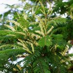 Acacia polyacantha. Photo: Bart Wursten. Source: Flora of Zimbabwe
