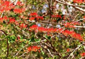 Combretum microphyllum. Photo: Petra Ballings. Source: Flora of Zimbabwe