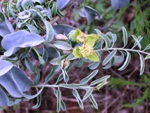Courbonia glauca. Photo: Colin Wenham. Source: Flora of Zimbabwe