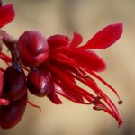 Schotia brachypetala. Photo: P. English. Source: Flora of Zimbabwe.