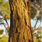 Bark of Acacia erioloba