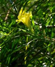 Thevetia peruviana. Photo: Bart Wursten. Source: Flora of Zimbabwe