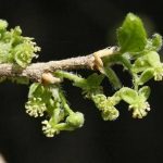 Erythrococca trichogyne. Photo: Bart Wursten. Source: Flora of Zimbabwe