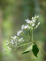 Chromolaena odorata flowers. Photo: Wikipedia