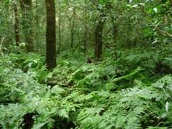 Madrugada. Roger's Fairy Forest. Photo: Roger Castelin