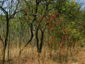 unusual mistletoe, Plicosepalus kalachariensis. Photo : Bart Wursten. Source: Flora of Zimbabwe