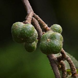 Grewia flavescens fruit