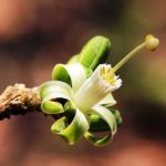 Turraea nilotica. Photo: Bart Wursten. Source: Flora of Zimbabwe