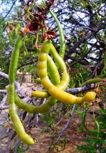 Cassia singueana. Photo: Bart Wursten. Source: Flora of Zimbabwe