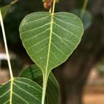 Ficus religiosa leaf