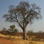 Sterculia africana. Photo: Bart Wursten. Source: Flora of Zimbabwe.